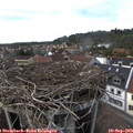 15_50-nest.jpg