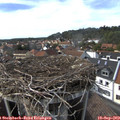 16_00-nest.jpg