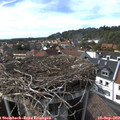 16_10-nest.jpg