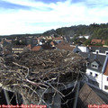 16_30-nest.jpg