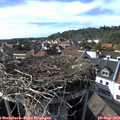 16_40-nest.jpg