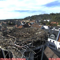 16_45-nest.jpg