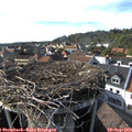 16_50-nest.jpg