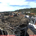 16_55-nest.jpg