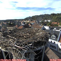 17_00-nest.jpg