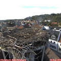 17_05-nest.jpg
