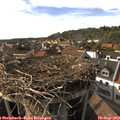 17_10-nest.jpg