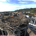 17_15-nest.jpg