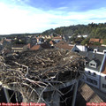 17_20-nest.jpg