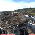 17_25-nest.jpg