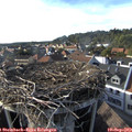 17_30-nest.jpg