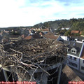 17_40-nest.jpg