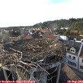 17_50-nest.jpg
