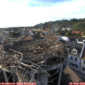 17_55-nest.jpg