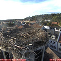 18_00-nest.jpg