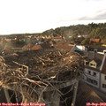 18_20-nest.jpg