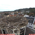 07_55-nest.jpg