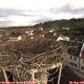 09_20-nest.jpg