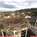 09_45-nest.jpg