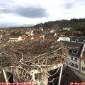 09_50-nest.jpg