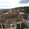 10_00-nest.jpg