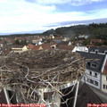 10_30-nest.jpg
