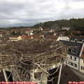 11_00-nest.jpg