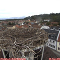 11_10-nest.jpg