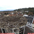 11_20-nest.jpg