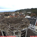 11_25-nest.jpg