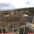 11_35-nest.jpg
