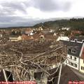 11_45-nest.jpg