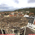 11_50-nest.jpg
