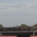 11_55-mast.jpg