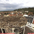 12_00-nest.jpg