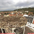 12_10-nest.jpg