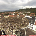 12_15-nest.jpg