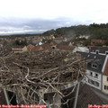 12_50-nest.jpg