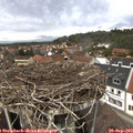 13_25-nest.jpg
