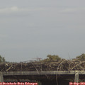 13_30-mast.jpg