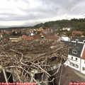 13_30-nest.jpg