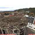 13_40-nest.jpg