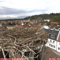 13_45-nest.jpg