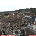 13_50-nest.jpg