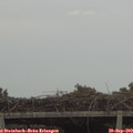 13_55-mast.jpg