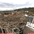 14_00-nest.jpg