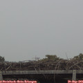 17_20-mast.jpg