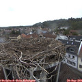17_30-nest.jpg