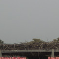 17_50-mast.jpg