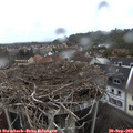 17_50-nest.jpg